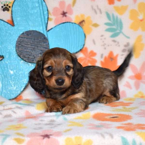 Twinkie, Dachshund Puppy